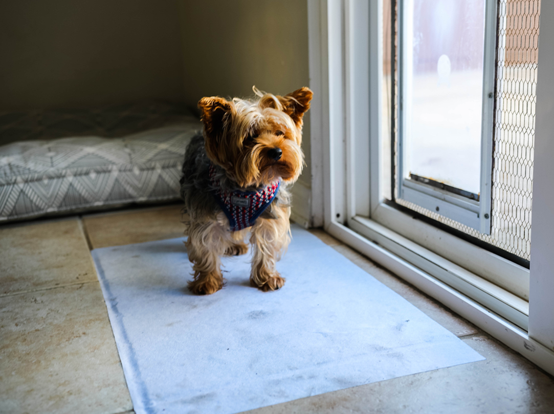 Pet Surface Protectors Pet Litterbox & Potty Pads Katch